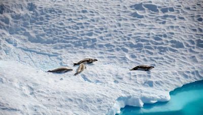 Longer-lasting ozone holes over Antarctica expose seal pups and penguin chicks to much more UV