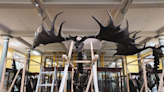 Ireland was once home to deer with massive 12-foot antlers