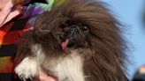 Wild Thang wins 2024 World’s ugliest dog contest