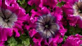 Just-introduced annuals and perennials add something new to the garden