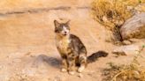 Abu Dhabi Initiates Inquiry Following Discovery of 150 Abandoned Cats in Desert