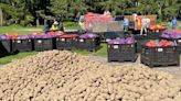 Un agricultor canadiense donó 5 millones de kilos de papas que fueron entregados a gente pobre