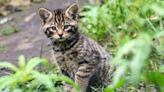 Conservationists celebrate arrival of rare wildcat kittens | Fox 11 Tri Cities Fox 41 Yakima