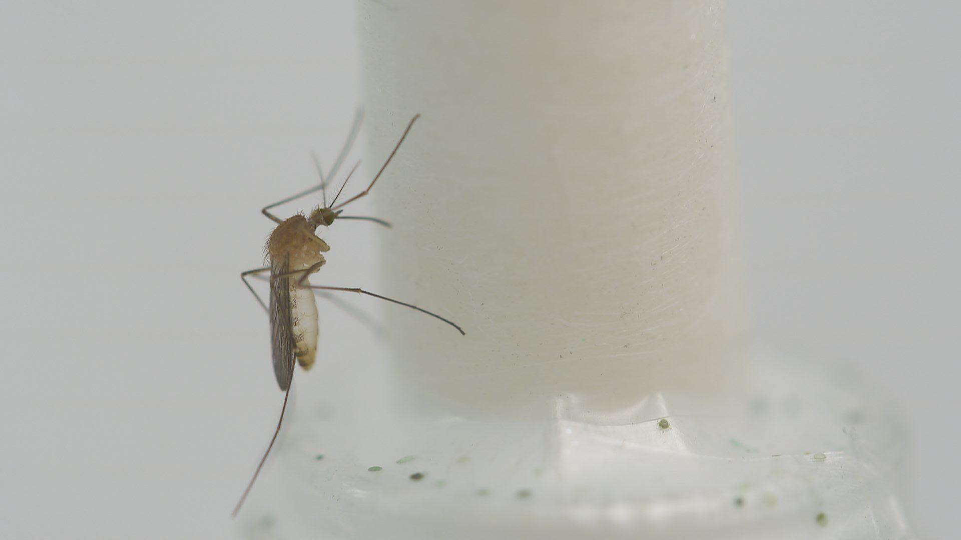 Mosquitoes found all across warming Scotland