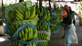 La inesperada guerra comercial de Rusia contra Ecuador: veta sus bananas tras acusarlo de apoyar a Ucrania