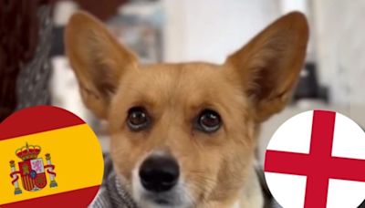 El perro adivino que es furor revela quién ganará la Eurocopa 2024: España o Inglaterra