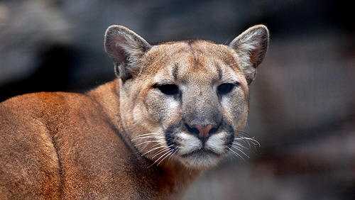Mountain lion spotted in central Roseville, officials say