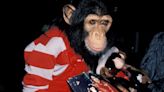 Michael Jackson's chimpanzee Bubbles still 'living the good life'