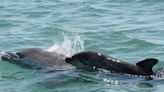 Sarasota dolphin researchers dig deep to find family ties. ‘Not just anonymous gray bodies’