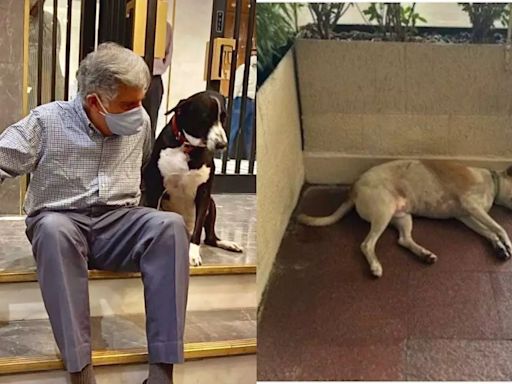 Ratan Tata's Love For Dogs Made This Hotel In Mumbai A Haven For Strays