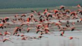 Casi 8.000 flamencos colonizan una de la dos grandes lagunas de España, Fuente de Piedra en Málaga