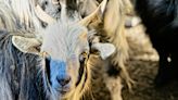 Welp, Scientists Have Cloned Tibetan Goats for the First Time