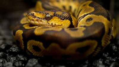 What is a ball python snake? Here's an explainer on the 'nice cousin' to the Burmese