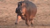 Hippos might fly: UK research discovers animal can get airborne