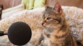 14-Year-Old Cat Earns World Record for Loudest Purr: 'She's a Stubborn Little Old Lady'