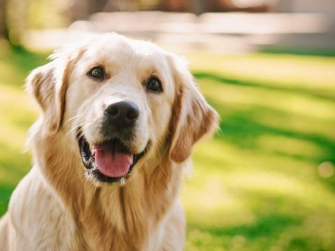 Best Dog Names for Golden Retrievers