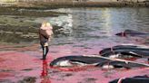 'Blood sport' or 'humane and quick'? Controversial whale slaughter begins in Faroe Islands