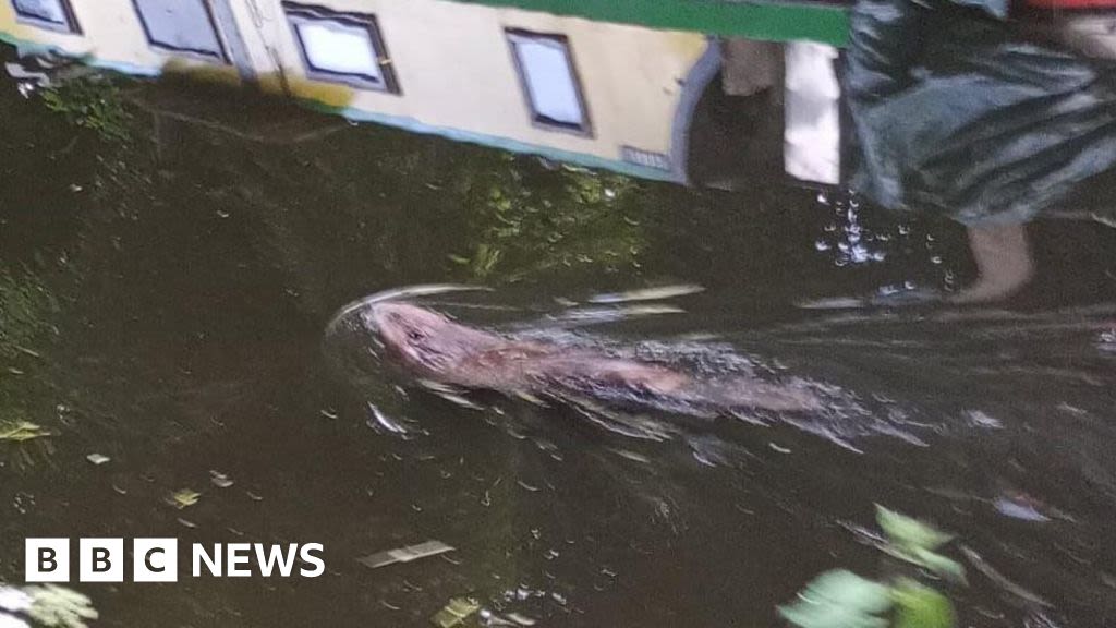 Wolverhampton runner's otter joy at spotting creature in canal