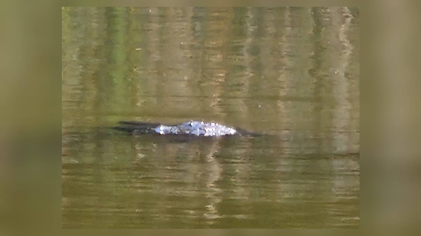 Teen reports possible alligator sighting at Greene County park