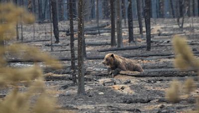 Grizzly and cubs hide to survive Canada park's largest fire in 100 years