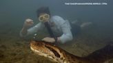 Video: New species of anaconda found slithering across bottom of Amazon floor