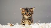 Local cat rescue hosts 'Kitten Shower' to garner donations
