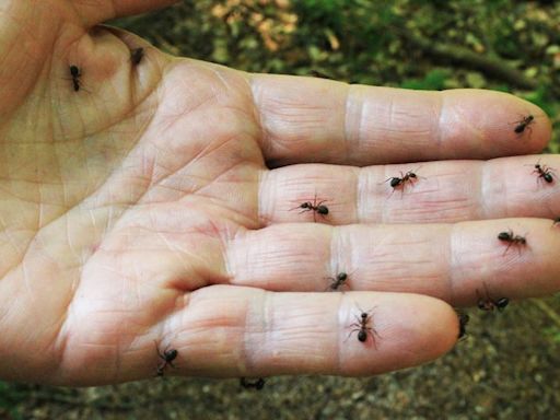 TV cleaning expert says four unusual items will keep ants away from your home this summer