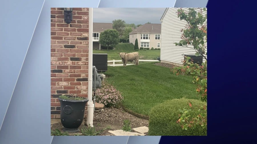 ‘Udder chaos’: Loose bull found wandering Mundelein neighborhood is a ‘repeat offender’