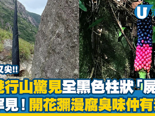 香港行山驚見全黑色柱狀「屍花」 超罕見！開花瀰漫腐臭味仲有毒？