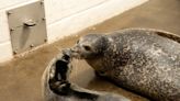 Mystic Aquarium celebrates birth of harbor seal pup