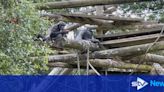 Keepers create ‘Chimp Island’ at Blair Drummond Safari Park