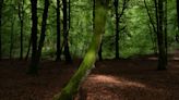 Les forêts françaises face au défi climatique