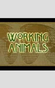 Working Animals