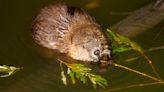 Letters to the Editor: Replenishing our ecosystem, one beaver at a time