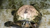 從中國偷運活海龜到加國 華男被重罰3.5萬