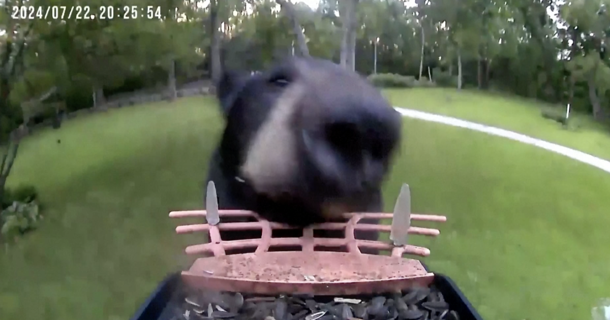 Watch this black bear film itself walking away with stolen camera