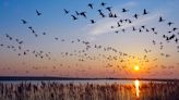 Enjoy the Beauty of Fall Bird Migration from the Comfort of Your Home