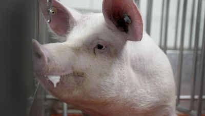 Meet some of the world’s cleanest pigs, raised to grow kidneys and hearts for humans