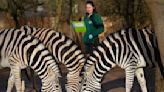 Penguins line up to be counted while tiger cub plays as London zookeepers perform annual census