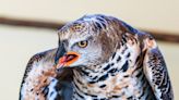 Crowned Eagle Mom Protects Her Baby From a Predator in Intense Video