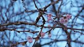 “Crazy” sakura bloom defies winter frost in Mukachevo — photo