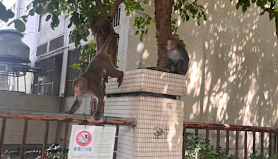 「2獼猴內湖趴趴走」爬上校園圍牆玩耍 動保處：天氣好出來覓食