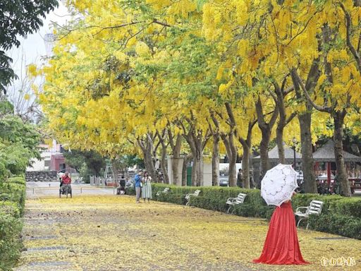 屏東榮家阿勃勒黃金雨美翻 首辦攝影比賽為美景留念