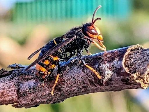 Asian hornets survive UK winter for first time, DNA testing shows