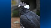 National Aviary welcomes new male Andean Condor