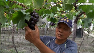 今年首颱艾維尼將生成 葡萄農呼喚子女返鄉搶收