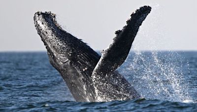 Video showed a humpback whale smashing into and capsizing a boat. Biologists say the whale was likely just feeding.