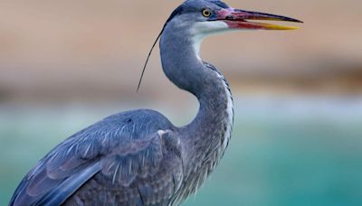 Blue Heron Caught on Video Swallowing NYC Rat Whole