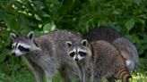 Raccoons beware: Iowa lawmakers approve year-round hunting season for furry menaces