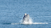 How lack of 'good harpooners' doomed a quest for whale oil off Cape Henlopen